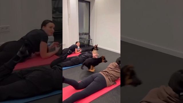 ДомашниеПитомцы и СмешныеВидео