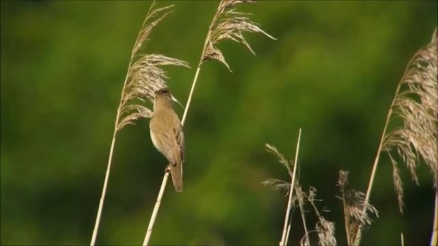 Камышовка болотная смотреть онлайн