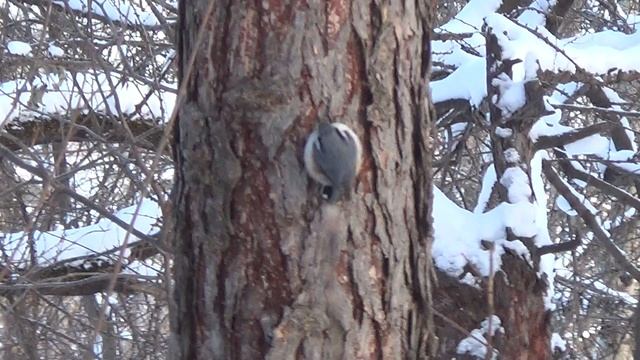 С Новым годом! У нас морозы, гуляем 3 янв 2024. смотреть онлайн