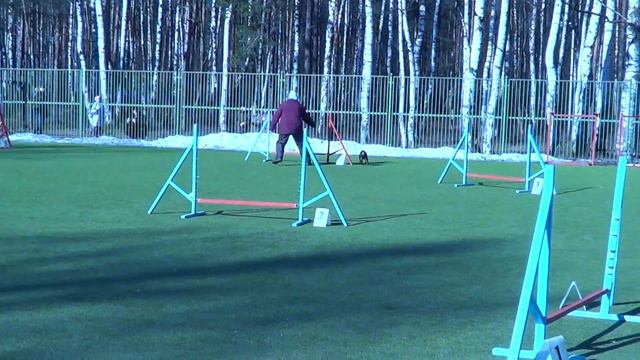 Эмман Любовь и цвергпинчер Соня на соревнованиях по аджилити 14.03.15 смотреть онлайн