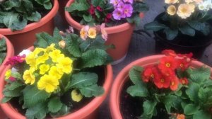 Primrose flowers