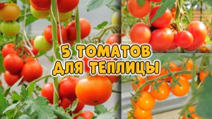 5 роскошных томатов для теплицы