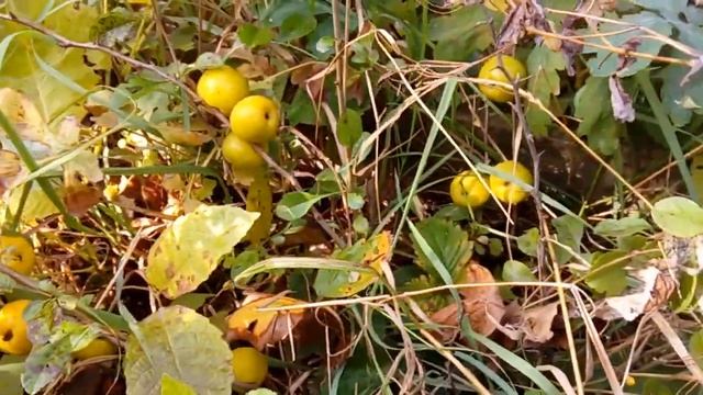 Хеномелес в саду. Два вида. смотреть онлайн