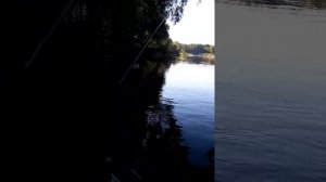 Рыбалка в Выгоничском районе Брянской области. Спиннинг. Щука.