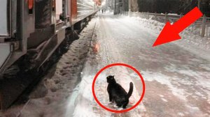 Каждый день КОТ бежал за ПОЕЗДОМ в попытке остановить его!