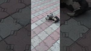 бой дратхаар против лайка (Рел русско европейская лайка ) дратхаар 2 месяца лайке 3 месяца