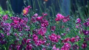 Удивительная природа.Красоты природы.Окружающий мир.