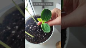 Вырастить тыкву в горшке на подоконнике.