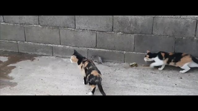 Животные видят ангела смерти? смотреть онлайн