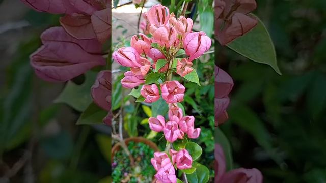 My Sleeping Beauty Bougainvillea / Rare Bougainvillea / Beautiful