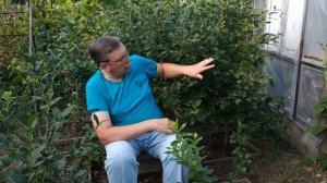 Голубика уход после сбора урожая.
