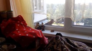 Нападение ястреба (или кто это) на гнездо ласточек над окном.