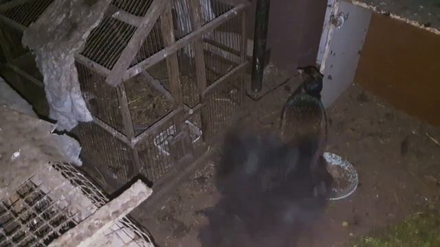 Разбудили вечером фазанов и кур. Не довольны смотреть онлайн