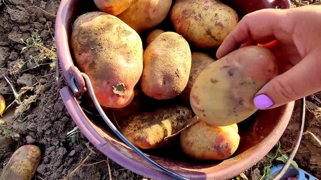 Даже на огороде нужно быть красивым ! Собираем картошку
