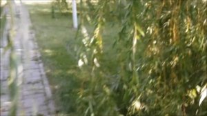 база отдыха турбаза Изумруд 2017 Заплавное Волгоград Волгоградская область