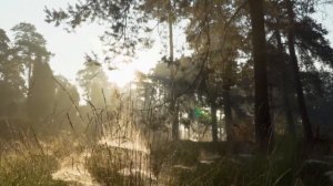 Релакс видео.Утро в лесу.Туман,горы.Morning in the forest.Fog, mountains.