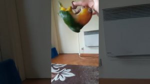 смешной каик