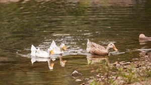 sigma 120-400 f4,5-5,6 HSM APO review