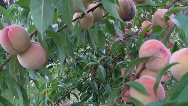 От урожая персиков ломаются ветки. Латвия. смотреть онлайн