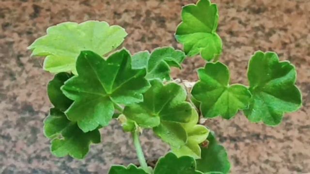 Герань. Выращивание розетками. Оригинальный подход смотреть онлайн