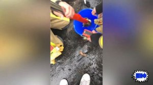 Люди Спасают Жизни Животных Спасение Животных Помощь Животным