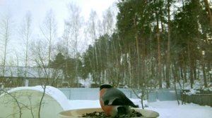 Птица Снегирь - краснозобик. #птица #снегирь