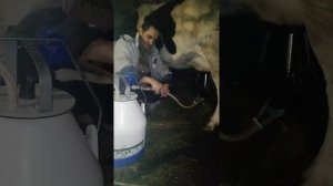 Доим корову доильным аппаратом АИД2