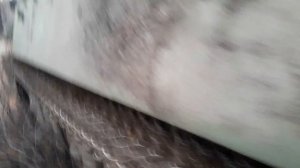 Мтлб в лесу