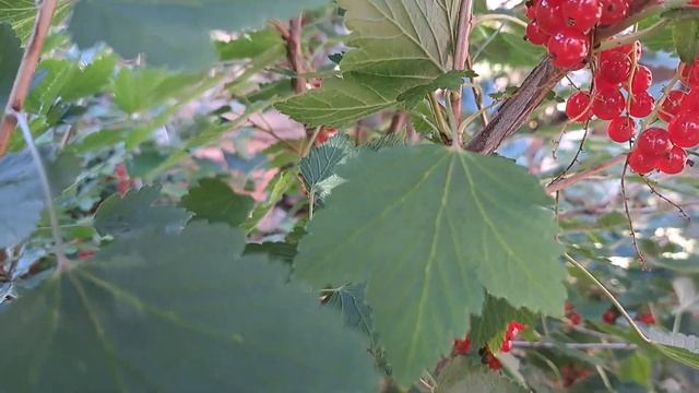 В гостях у подруги на даче в день дачника . смотреть онлайн