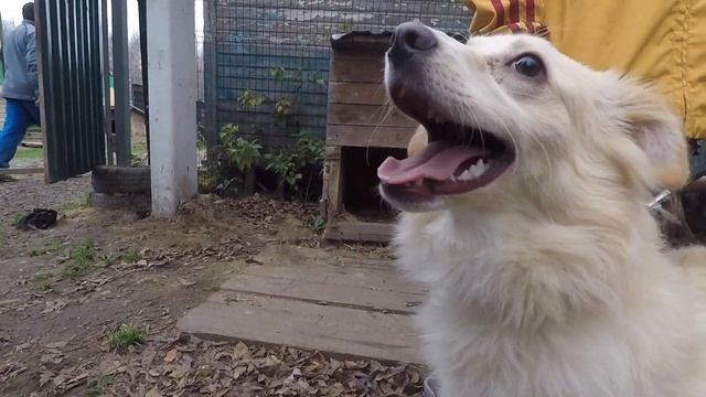 Как стать волонтёром в приюте для собак.ТВОЙ первый шаг. смотреть онлайн