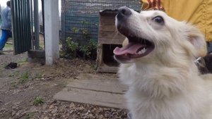 Как стать волонтёром в приюте для собак.ТВОЙ первый шаг.