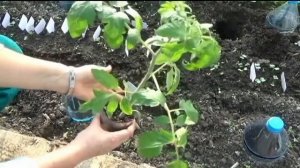 Томаты. Когда и как высадить в теплицу.