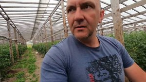 Делаем капельный полив на кукурузу!