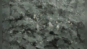 КИРЕНГЕШОМА  (KIRENGESHOMA)  сем. Гортензиевые