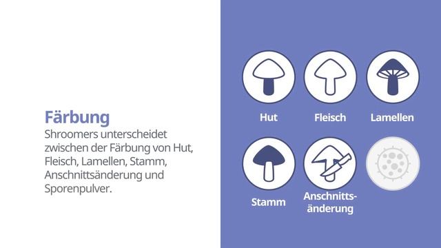 Wolliger Milchling (Lactarius vellereus) | Färbung | Praktisches Kurzprofil | Shroomers смотреть онлайн