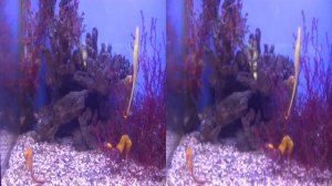 Московский зоопарк в 3D-sbs (стереопара).Moscow ZOO in 3D