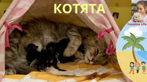 Детский влог: МОИ КОТЯТА. Истории для детей от Ясмины, как кошка родила котят .