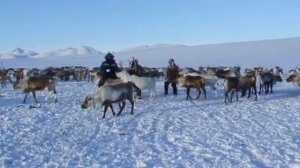 В гостях у чукчей - встреча с оленями