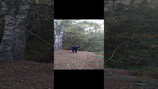 Есть на Руси профессия сучки на деревьях сухие сшибать.