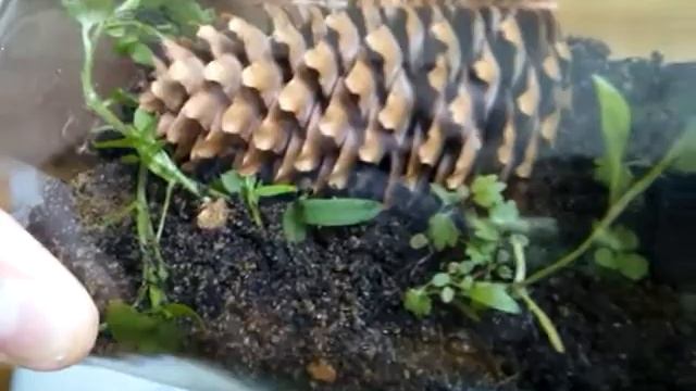 Делаем вечный террариум!!!!!муравьи,сороконожки,растения круто:)!!! смотреть онлайн