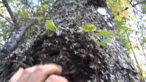 Кап березы и Сувель березы сибирь тайга Лекарственные растения полей и лесов