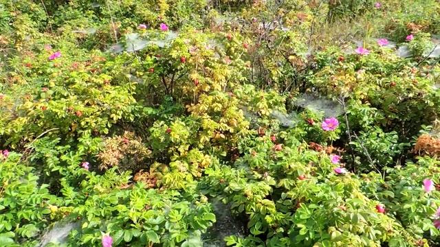 Паутина - нечистая ? сила. (witchcraft). смотреть онлайн