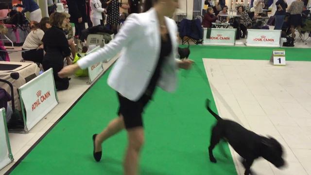 Санкт-Петербург 13.12.2015 Невский Победитель Стаффордширский Бультерьер Сравнение на ЛЮ смотреть онлайн