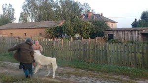 Алабай против человека