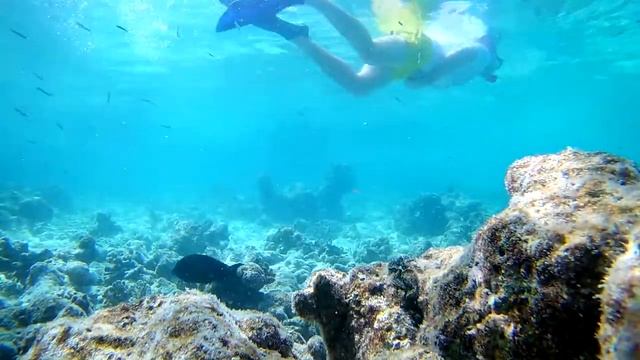 Подводный мир Индийского океана. The underwater world of the Indian Ocean. смотреть онлайн