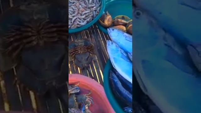 Экзотические морепродукты в Тайланде. Мечехвост - Limulus polyphemus. Многоглазый