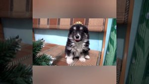 Агопу на день рождение канала от Хасана „Питбули dragon live"