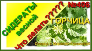 Какие Сидераты Весной посеять? Горчица белая выросла огромная, как сидерат. Что делать дальше?