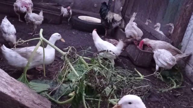 Ручная мускусная уточка ?! смотреть онлайн