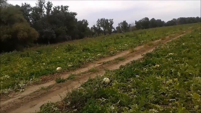 Где растут арбузы Бахча смотреть онлайн